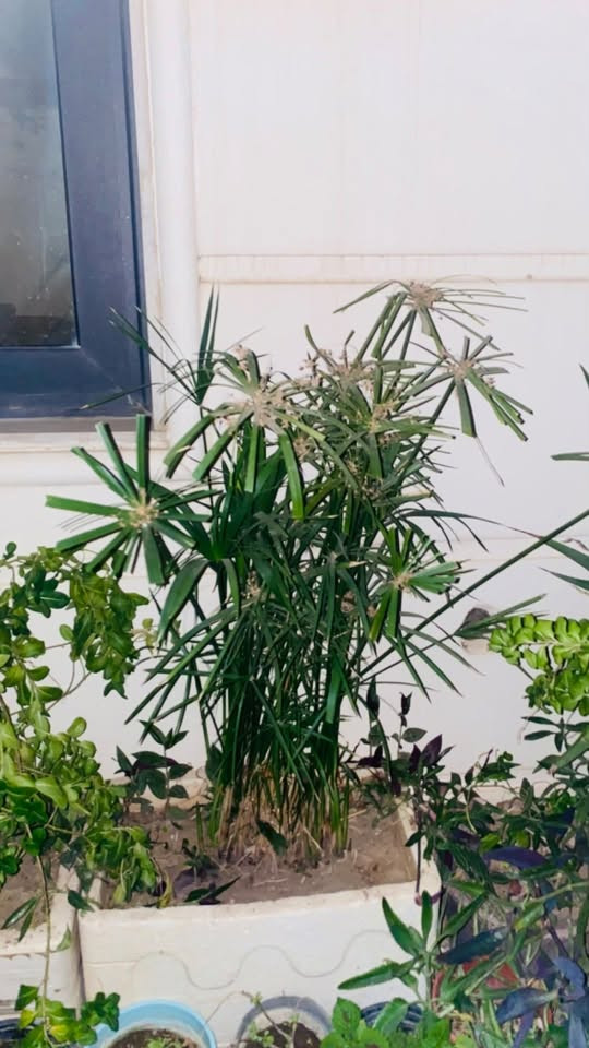 نباتات للبيع

الوفيرا كثيفة جداً للتفريد عدد كبير سعر 10كلها 

يهوديه 3 كبيره 

سعد او مظله 5

عين البزون او ونكا 5 زهرية جداً لون وردي ولون ابيض 

كف الوزة 3

دراسينا كبيره جداً مليانه خلفات 8

لسان حماتي 3

كلهم ب35 

سبب البيع سويت قمريه مظله وصارن يطولن هوايه وعندي من كل نوع كميه كبيره 

***********
