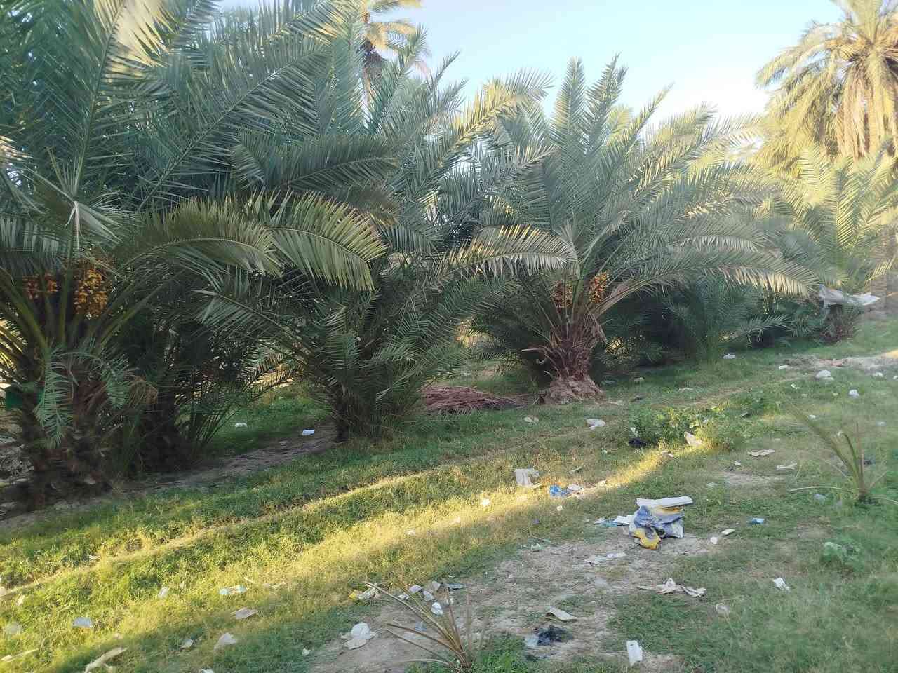 سلام عليكم ارض زراعيه للبيع في منطقه القزوينيه تبعد عن الكوفه 10 كيلو سبع دوانين تحتوي على ثلاث بيوت جاهزات للسكن موقعها على شط الفرات صنف العرض طابو زراعي سنه 25 الدونم 50 وبي مجال للشراي تحتوي على على 150 نخل بانواعه اتصال على الرقم ***********
‏‪***********‬‏
