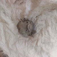 قطع غيار • ماكس • عصفوري
