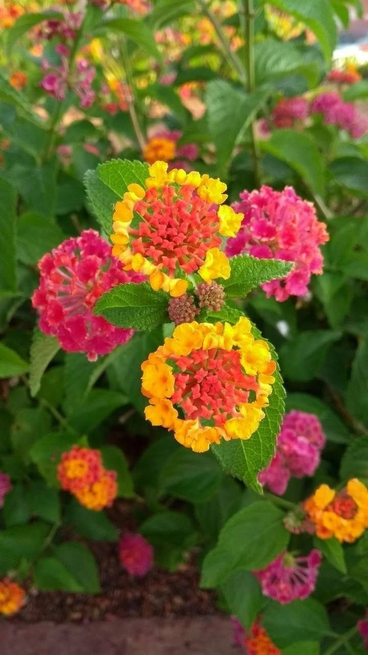 🌹🌹مشتل الأخوين 🌹🌹
السلام عليكم ورحمة الله وبركاته
تم وصول وجبه جديده من النباتات 💖
وثيل هندي 🌿 

ومختلف الأنواع من نباتات الزينه والنباتات ❤
مشتل الاخوين🌱 
الاستفسار متواجدين على الفيس بوك 
الاستفسار ***********
