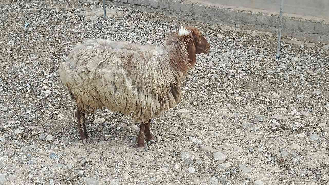 للبيع • نظيف • بيجي