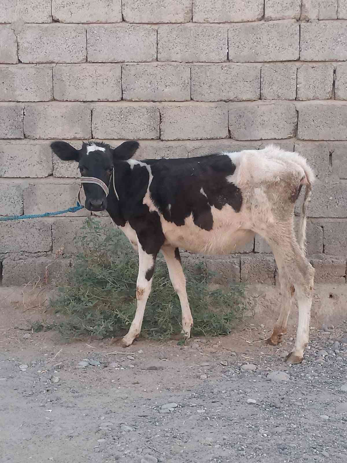 جوز حوليات • جنس اصليات • توصيل
