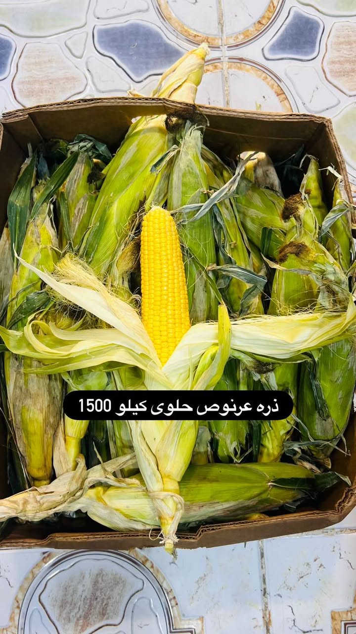 مسواك • تمور سماوه • توصيل
