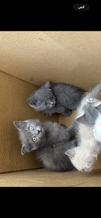 سعر نهائي • قص • بغداد