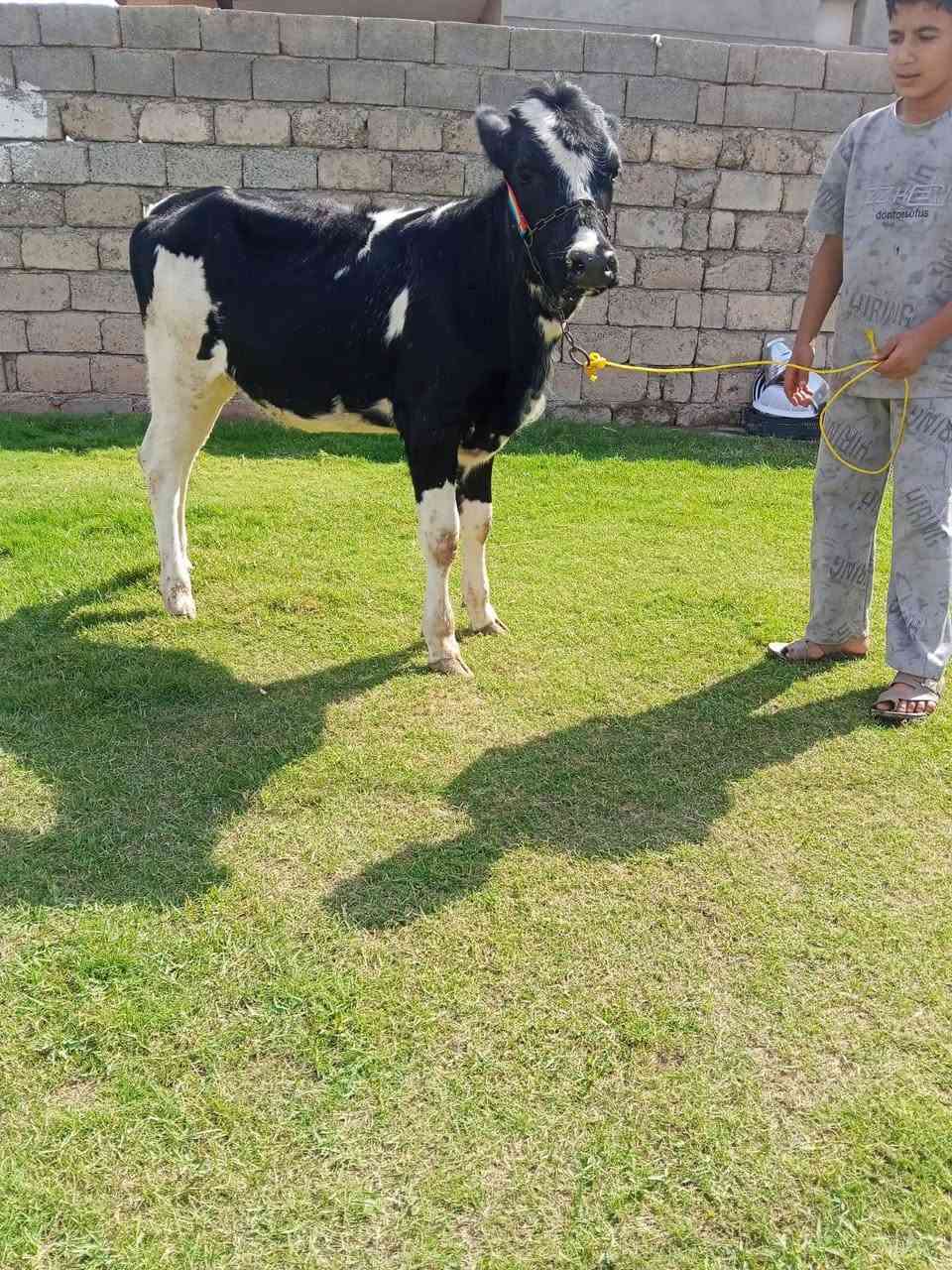 جوز اباجير • جنس فول • صلاح الدين الشرقاط