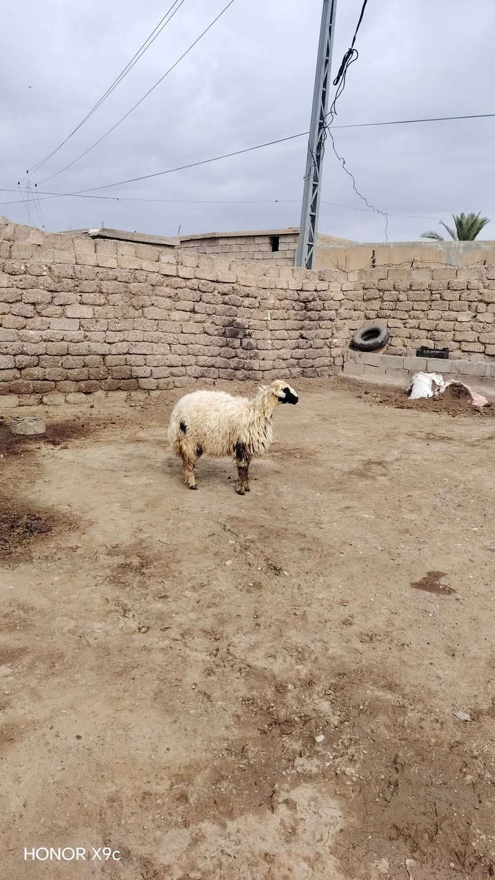 هونر X9c • موبايل • للبيع