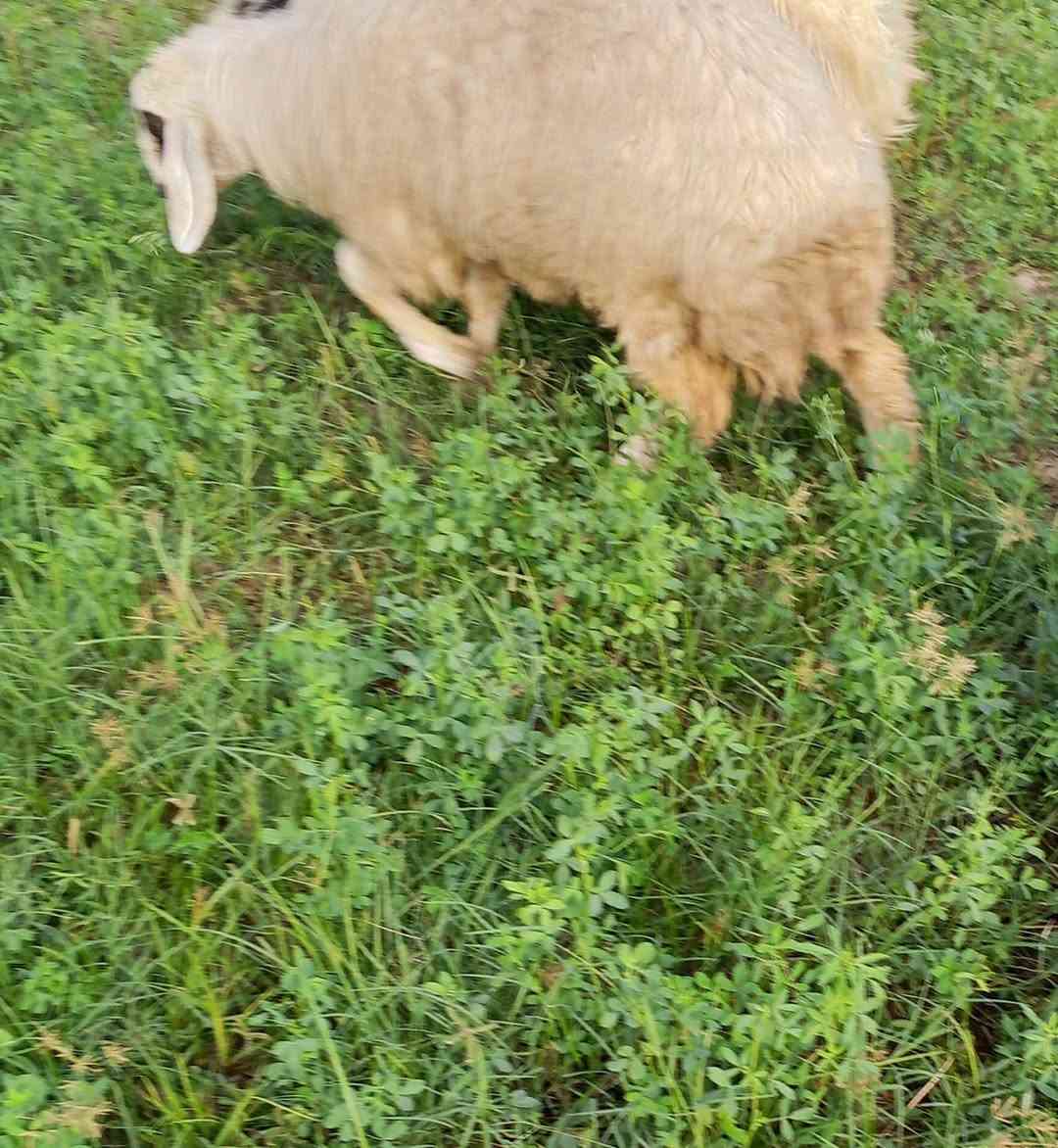 فطايما • للبيع • سعر