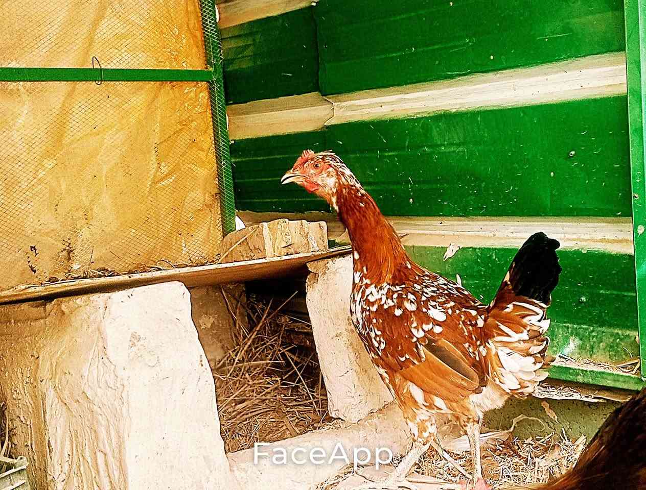 سبع البور الضباط • ديج • دجاجه