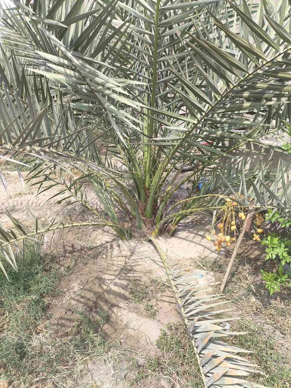 نخل برحي عدد 2 
بيهم انتاج للبيع 
ابو صخير خلف تربيه المناذره 
***********
