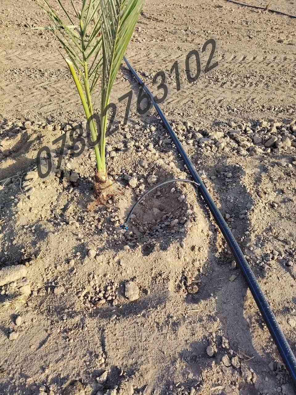 السـلام عليـكم 
👷 عمـل وتأسيس منضومة التنقيط والمرشات 
📐 نعمل بأحدث الطرق المتميزه . عمل هندسي
💦مستعدون لتنقيط المزارع والبساتين والحدائق.....
🪏تجهيز الدوانم الفارغه وزراعتها الفسائل والأشجار... 
🔨 دقـه . التزام . تنفيـذ
📞 للتواصل ***********
