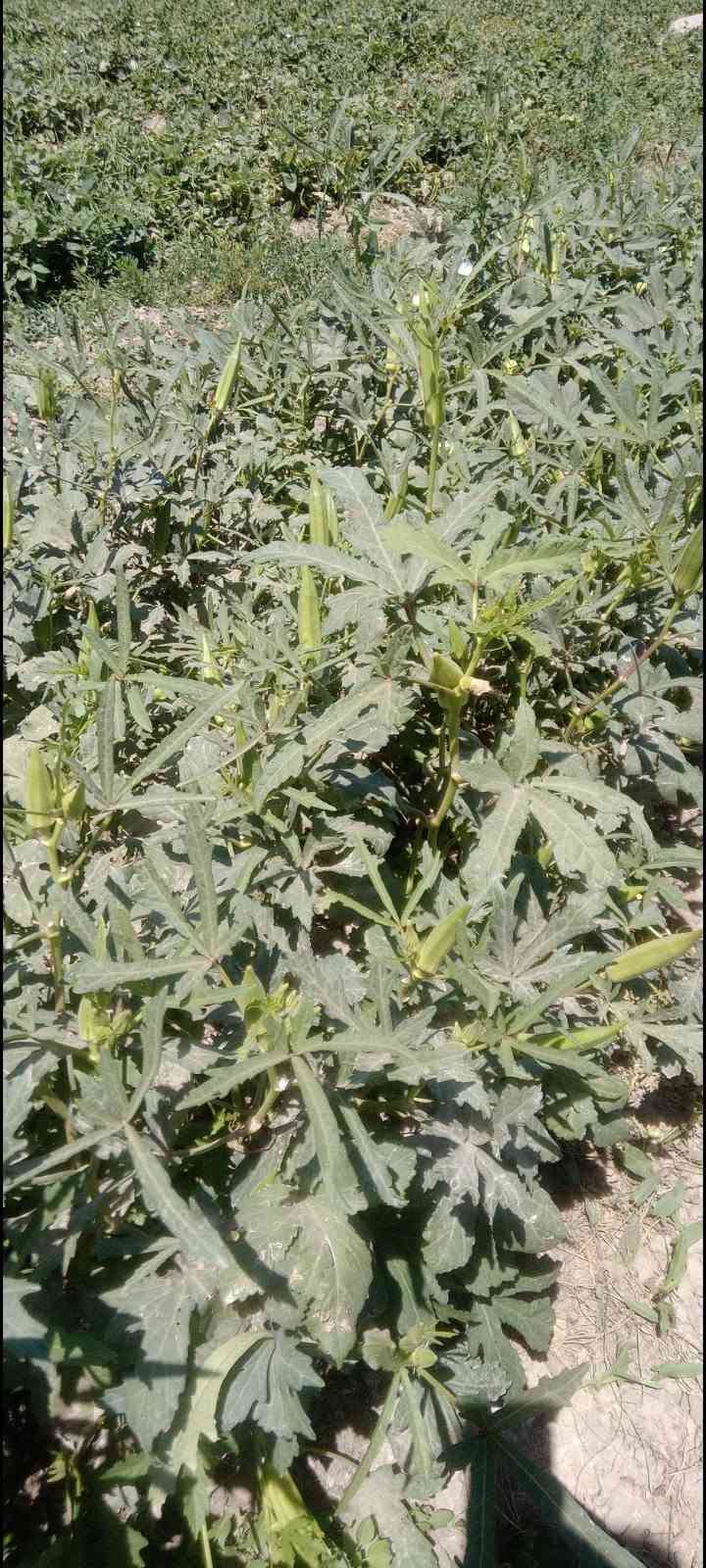 يوجد بذور بانيه عبير جيل ثاني متعهد بيه لعنوان بابل المسيب
***********

***********
