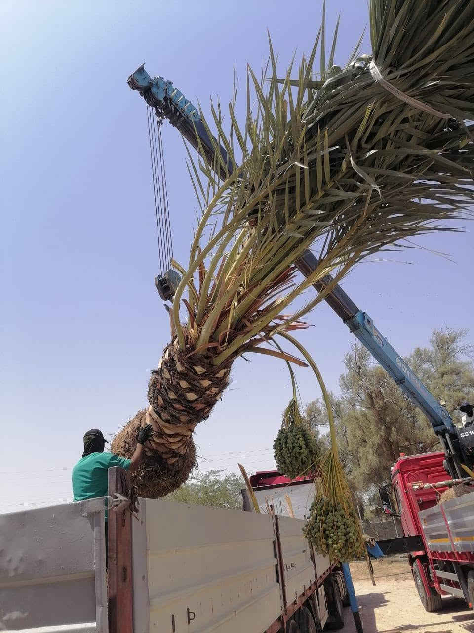 متوفر نخيل نسيجي بكل الانواع والاصناف والاحجام 

للاستفسار اكثر التواصل معنا بإدارة المهندس عبد الحسن محمد العامري *********** البصرة, العراق

نص مكتوب في الصور:
- REDMI NOTE 13 Pro+ 5G 2026.04.26 17:07
- REDMI Note 13 Pro 5G 2026.09.03 10:28