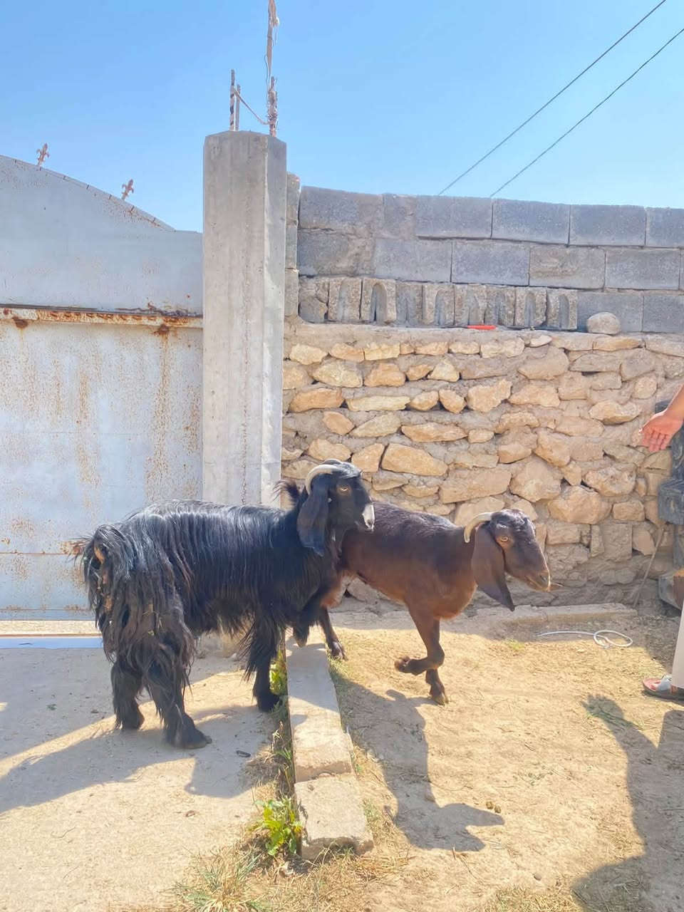 جذاع اول بطن محنيات مال جنيه مرتبات سعر الزوج 435 الف مكان حديثه ***********

