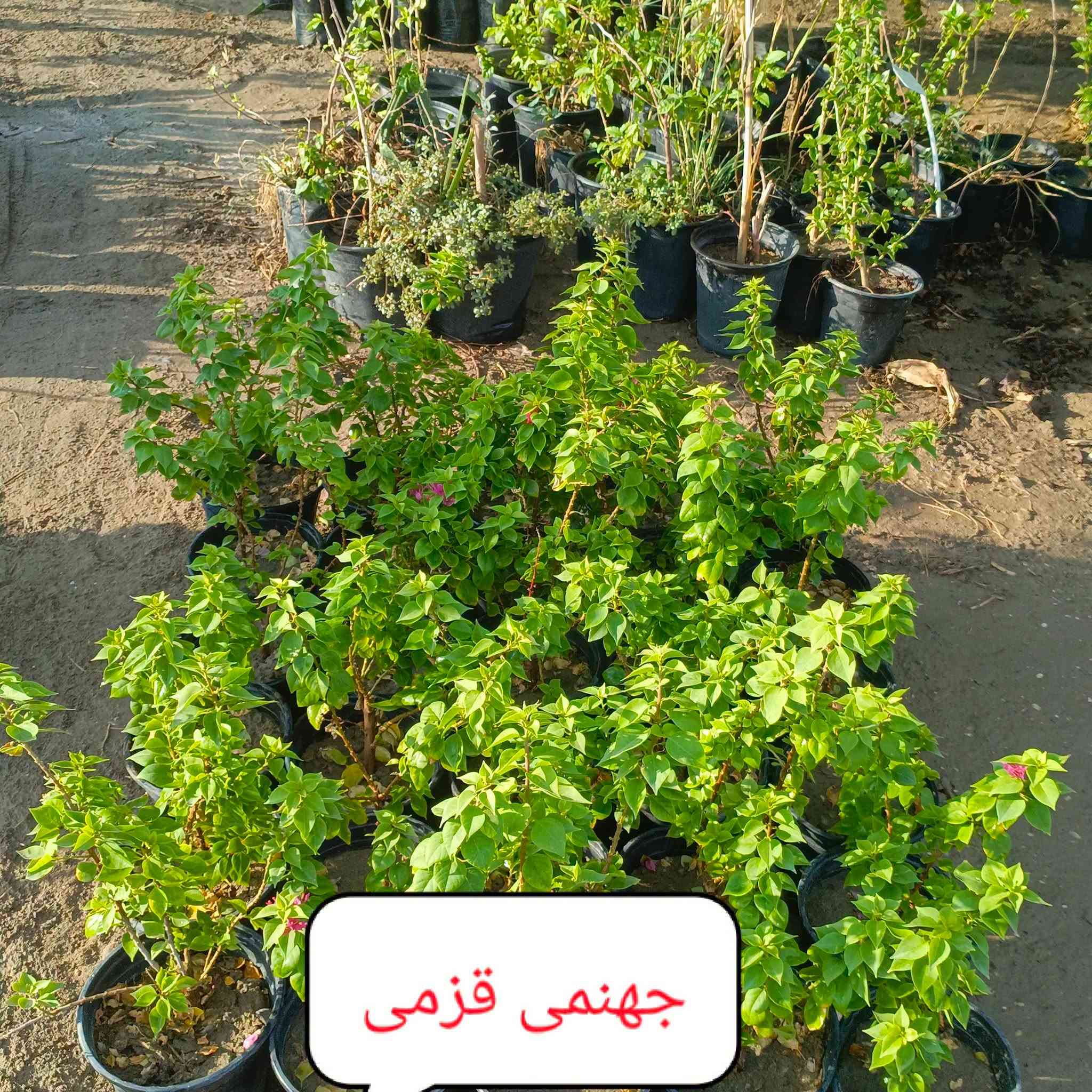 متابعه للحساب علمود يوصلك كلشي جديد
اللهم صلي على محمد وآل محمد
متوفر كافه أنواع الأشجار والورود
مشتل ورد الصباح
عنوانه بابل طريق حمزه شوملي قرب فرع الزبار
توصيل موجود
***********
***********

نص مكتوب في الصور:
- فرجه البطل
- عين البزون ألوان
- لإله عباس أو ورد المساء
- جاتروفا
- جهنمى قزمى