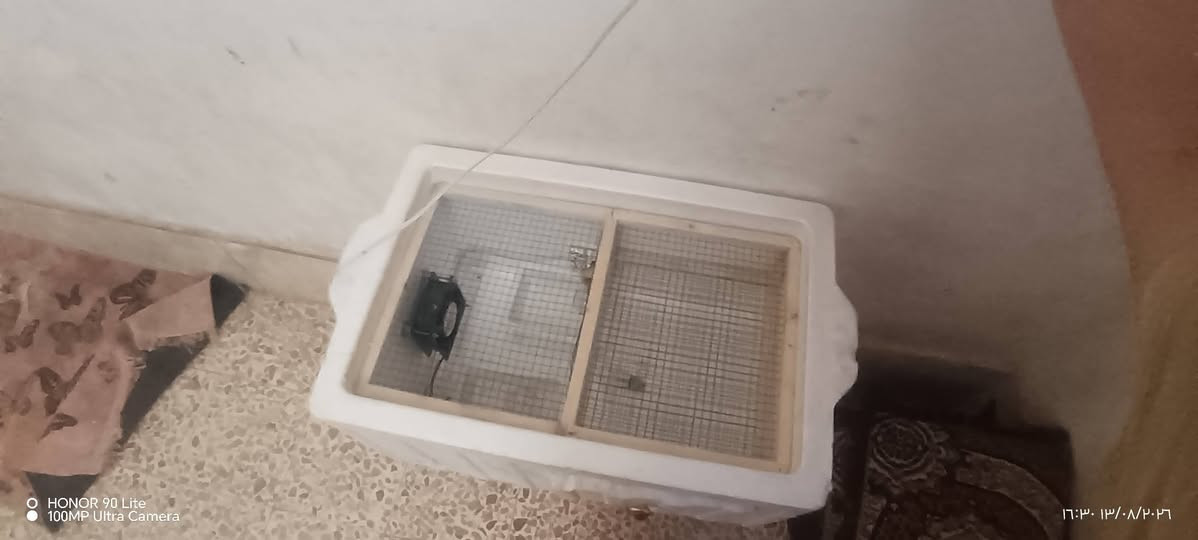 من رخصت مدير الكروب عندي فقاسه للبيع تاخذ 175 بيضه مكفف بيهه مرتي الله شاهد فقست عندي بس اني  تركت هاي الشغله ورايد ابيعهه السعر 60 الف***********
