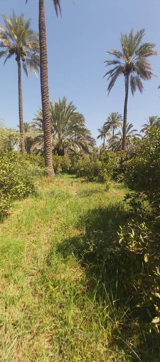 موقع درجه اولى في الصويره ناحية سيد الشهداء منطقة الداور الشرقي قرب محل المصطفى الاستفسا(***********)+(***********)المساحه نصف دونم يعني(٢٥٠)م مربع موجوده فيها كافة الخدمات

