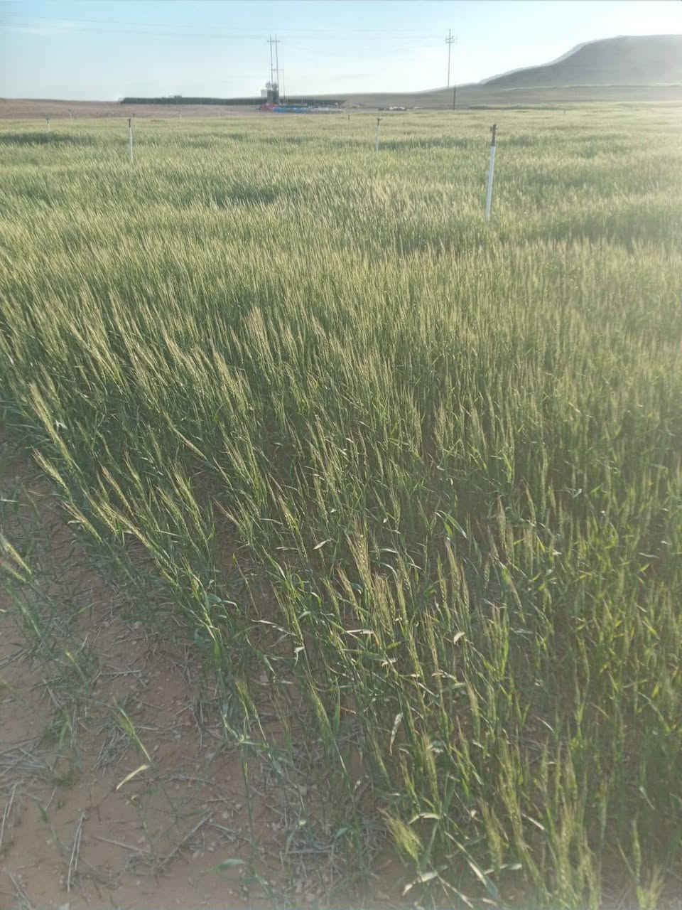 ١٠٠ دونم • غرب تيوان • بئر ماء