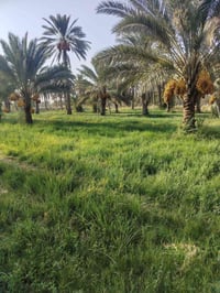 ارض رزاعيه • سند باسم والدي • المسيب الشمامره