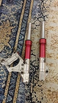 سكنس • فحل • صدر