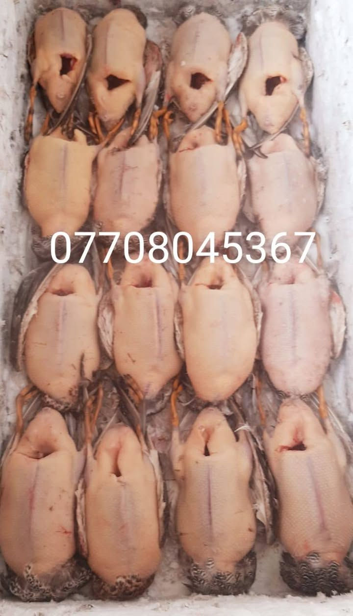 سلام عليكم اخوان وصلت الان وجبه جديدة من الطيور الحره بأنواعها بربش حذاف تازه درجه اولى توجد لدينا خدمه توصيل لكل مناطق بغداد والبصره وكربلاء والنجف والحله وللمنازل والراغب بالتواصل معنا الاتصال بالرقم التالي واتساب مفتوح مكان البيع شارع المدارس قطاع ٣٠ قرب صيدليه التوت 
_***********__***********
