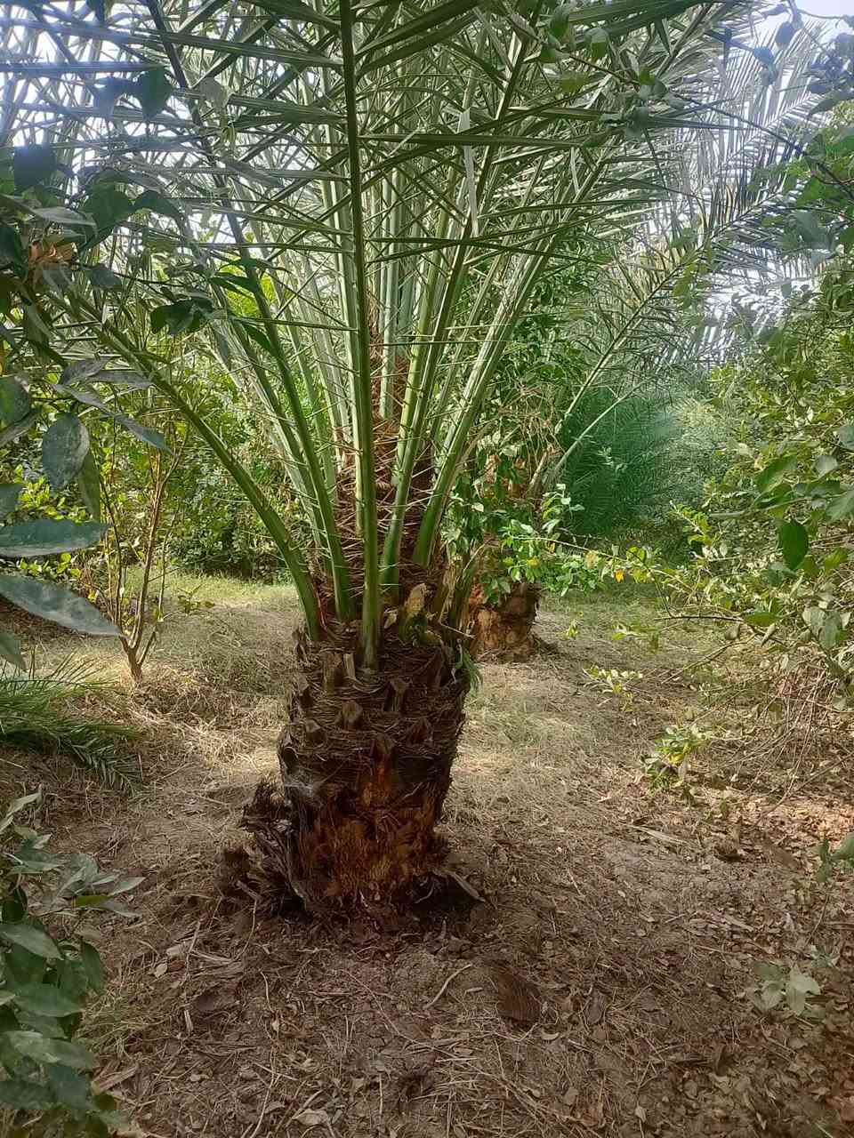 نخل • فسيل وامايات • توصيل محافظات