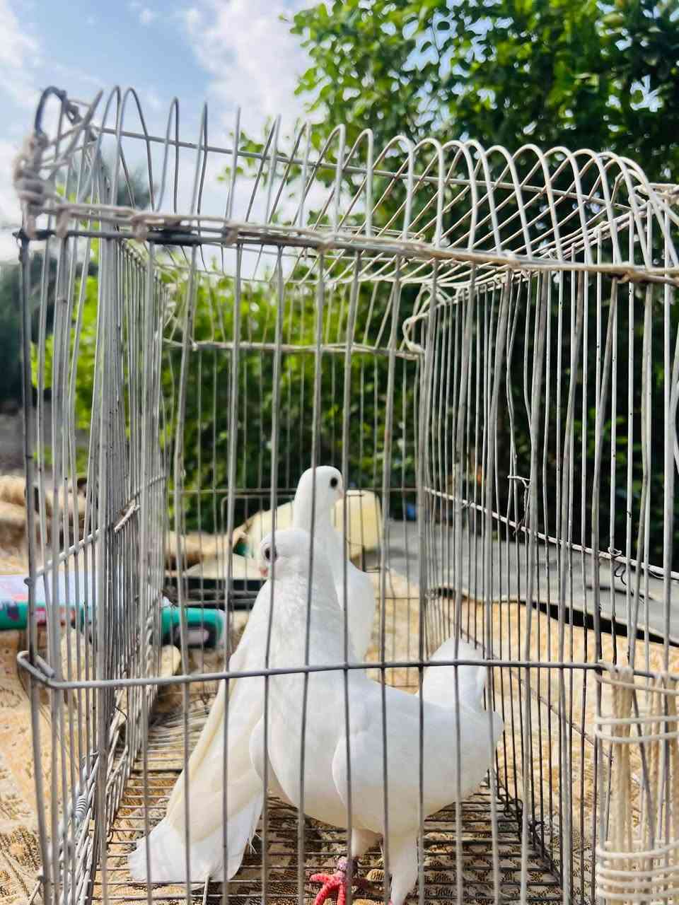 نضيفات • نشطات • تكريت