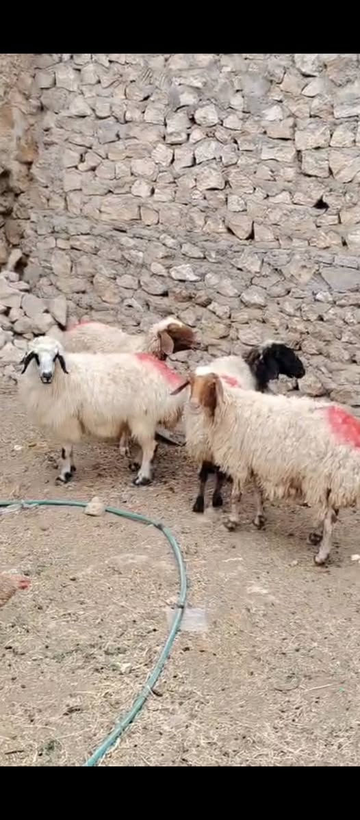 ٤ نعاج • فاخرات • توصيل