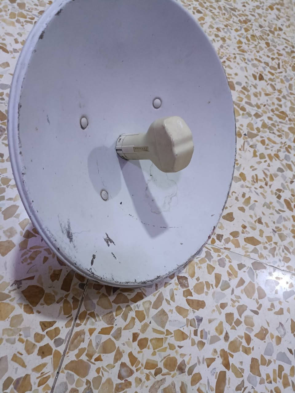 شغال على الفحص
