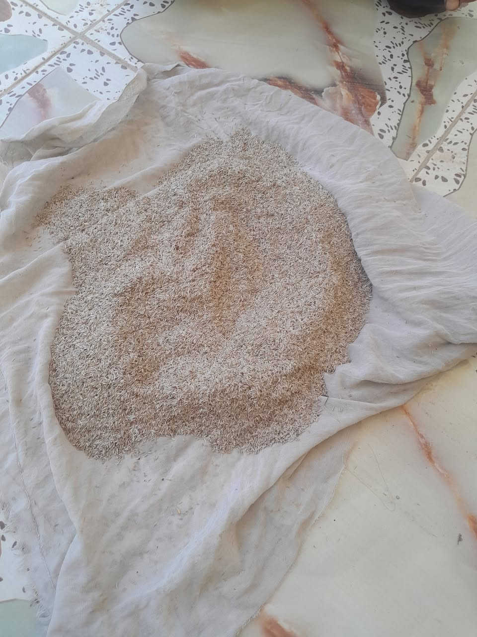 يوجد بذور خس سويدي للبيع متعهد ***********
