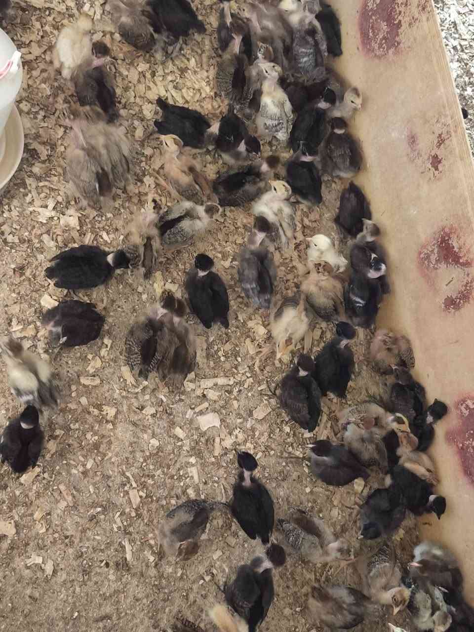 ماشاءاللە تبارک اللە
جوجکەی ئەتاکس و مل  ڕووت بەردەستە
تەمنان  پانرە  ڕۆژە  ساغ و تەندروست 

هەرزانترین سیعر  شوێن  زەرایەن 
***********
***********

