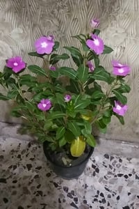 عين البزون • بغداد سبع قصور • آخر ٣ قطع