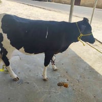 عجل عراقي • الطارمية السلمان • بدون توصيل