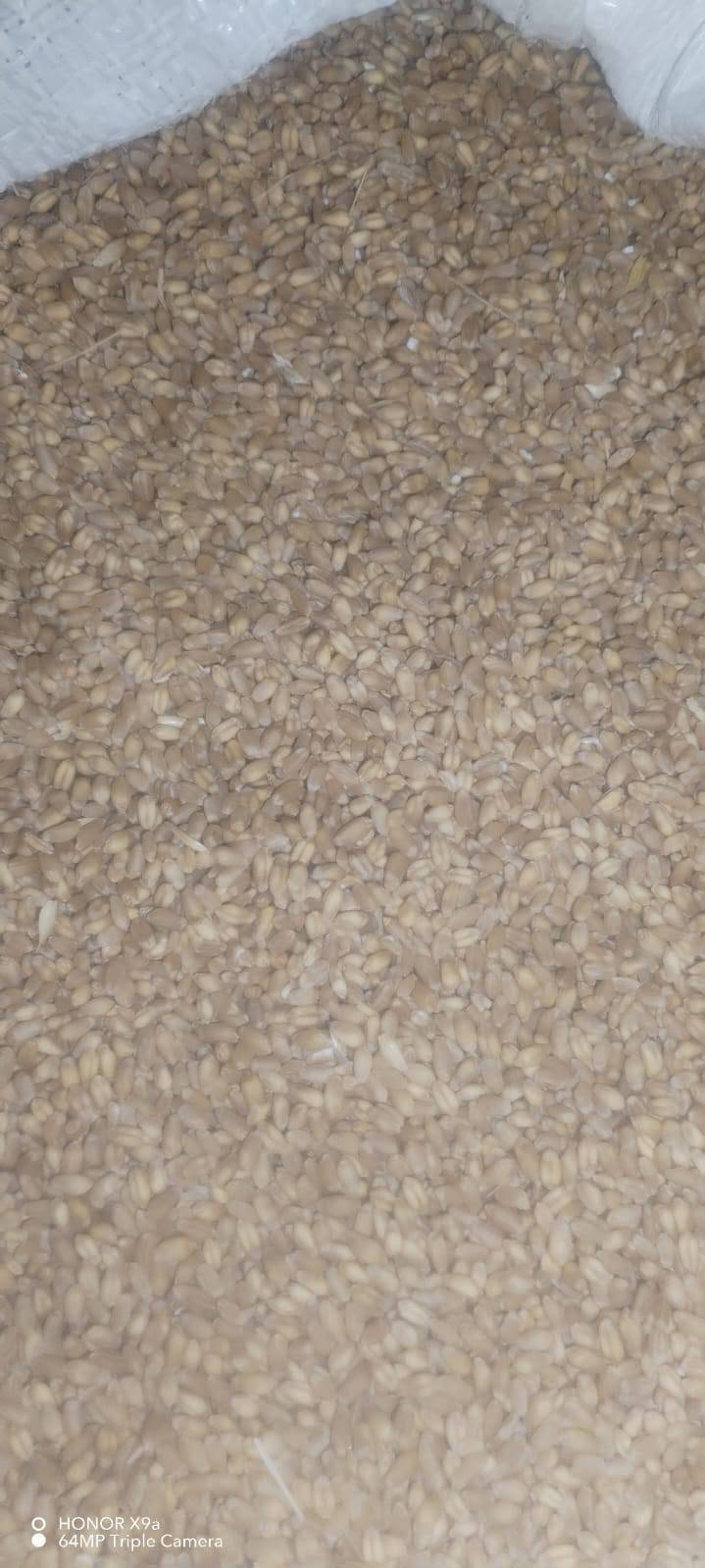 حنطه باجران • حنطه نزار • ٢٠ طن