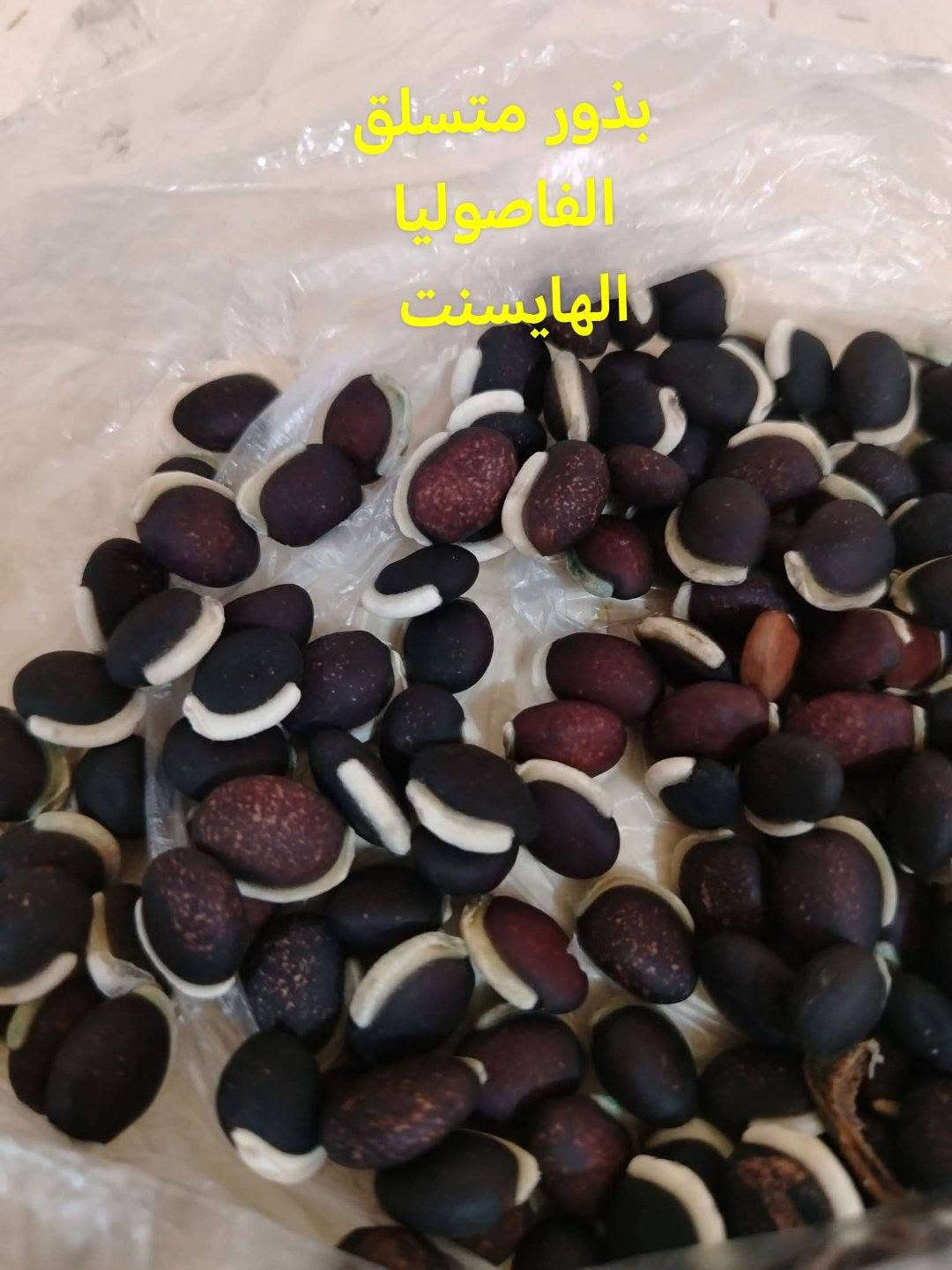 متاح لدينا بذورها بذور متسلق الفاصوليا الهايسنت أو اللبلاب بنفسجي لطلب والحجز
واتساب *********** السماوه أو مراسلة الصفحه يوجد خدمة توصيل طلبات داخل السماوه ولكافة المحافظات لباب البيت أنواع البذور الاستوائية النادره

نص مكتوب في الصور:
- متسلق الفاصوليا لزينه
- متسلق فاصوليا الهايسنت
- بذور متسلق ست الحسن أبيض الأزهار
- بذور متسلق الفاصوليا الهايسنت