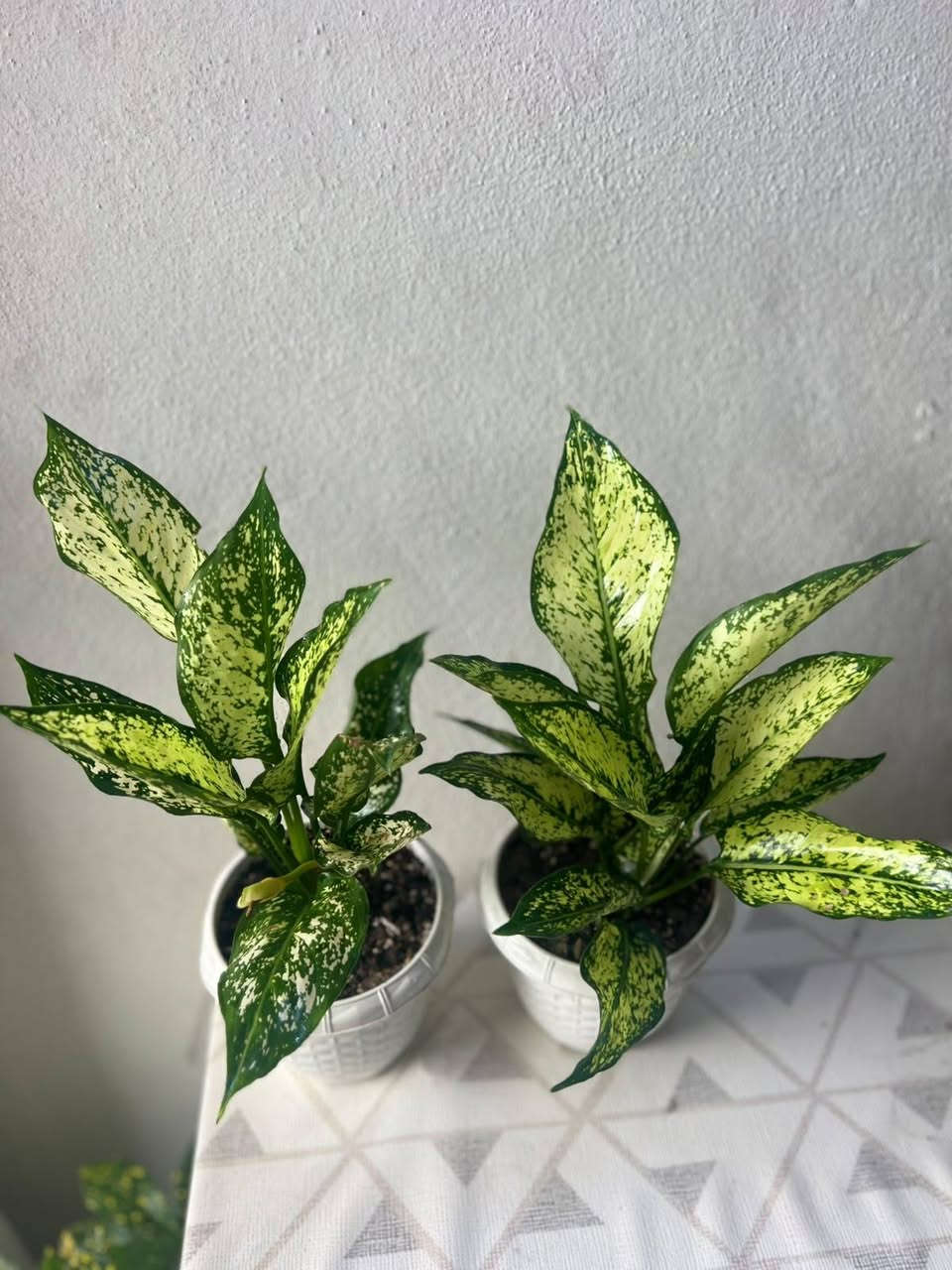 🌱 ضيف الطبيعة والمظهر الأنيق لبيتك! 🌱

​وصل حديثاً: نباتات جديده  أصل هولندي 🇳🇱

كثافة عالية، خضار يفتح النفس، ونشاط وصحة تامة للنبات! 💚
​✨ النباتات 🌿🌿🌿
​يضيف لمسة ديكور راقية وفاخرة للمنازل والمكاتب.

​سهل العناية ويضيف طاقة إيجابية على المكان.

​📍 الموقع: الموصل - البلديات (قرب صيدلية ركن العناية)

🛵 خدمة التوصيل: متوفرة لجميع مناطق الموصل.

​📥 للطلب أو الاستفسار: يرجى مراسلتنا عبر رسائل الصفحة، أو التواصل مباشرة عبر الواتساب:
📱 [***********]

tiktok.com/@313_k27.   👈  رابط تيك توك 

متابعه ومشاركه للصفحه ليصلكم كل ما هو جديد 

#فيلوديندرون #لبلاب_متدلي #نباتات_هولندية #نباتات_زينة #نباتات_داخلية #عشاق_النباتات #ديكور_طبيعي
