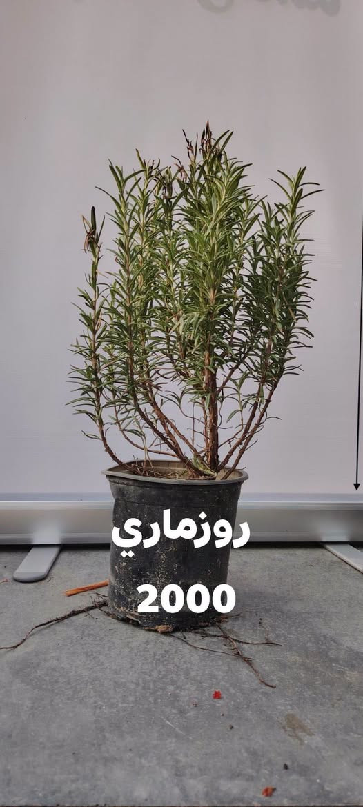 🌿 70 خيارًا لحديقتك… والعرض لفترة محدودة!

تبحث عن نباتات تضيف الجمال والحياة إلى حديقتك؟ 🌳🌺
جمعنا لكم 70 صنفًا من نباتات وأشجار مشتل الخيرات في هذا المنشور، مع اسم كل نبات وسعره.

📸 مرّر الصور واحدةً تلو الأخرى…
فربما يكون اختيارك القادم في الصورة التالية! 👀🌿

🔥 العروض متاحة فقط أيام الخميس والجمعة والسبت.
لا تؤجل اختيارك… بعض الأصناف قد لا تبقى حتى نهاية العرض.

📌 احفظ المنشور للرجوع إليه،
وأرسل لنا صورة النبات الذي أعجبك لمعرفة التفاصيل والتوفر.

📍 كربلاء – طويريج – ناحية الخيرات
⏰ يوميًا من 8 صباحًا حتى 10 مساءً

🌱 مشتل الخيرات… خيارات أكثر لحديقتك.
موقعنا الإلكتروني https://khairat-nursery.com

#مشتل_الخيرات #نباتات #اشجار #نباتات_زينة #اشجار_فاكهة #كربلاء #حدائق

نص مكتوب في الصور:
- دورنتا ليموني
- 2000
- تكوما امريكي 2000
- روزماري 2000
- مينا الوان
- جهنمي شجيري