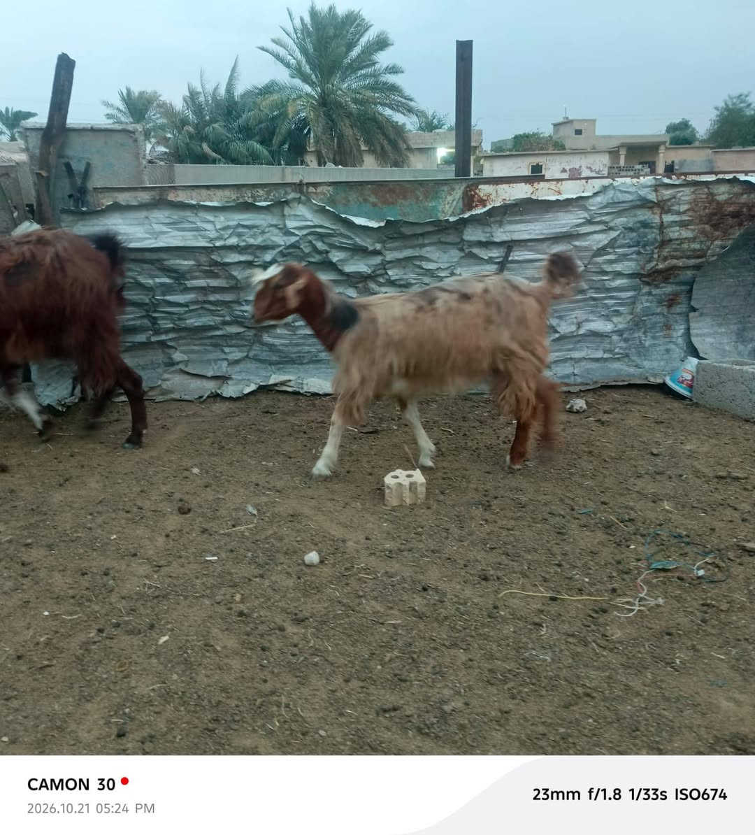 صخلات • العدد ٧ • البوعجيل