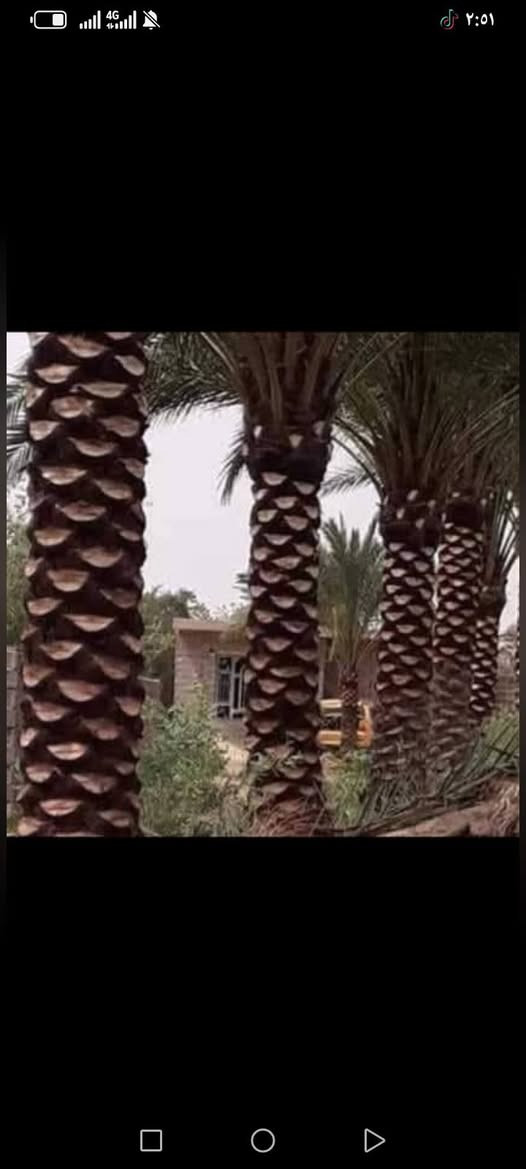سلام عليكم اشتغل تكريب وتنضيف النخل وكصاص التمر وهذت شغلي وهذا رقمي ***********
