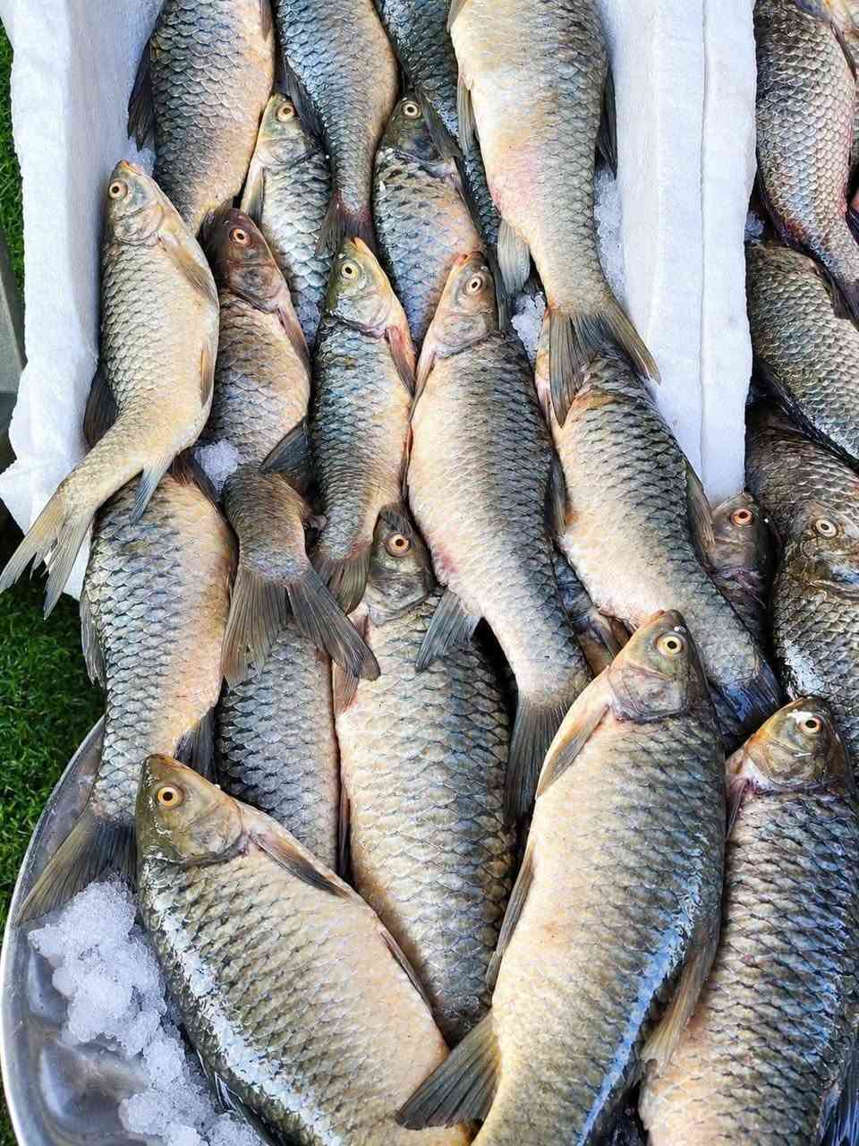 خشن صيد • ٣كيلووات • قرب كافتيريا ابو ايه