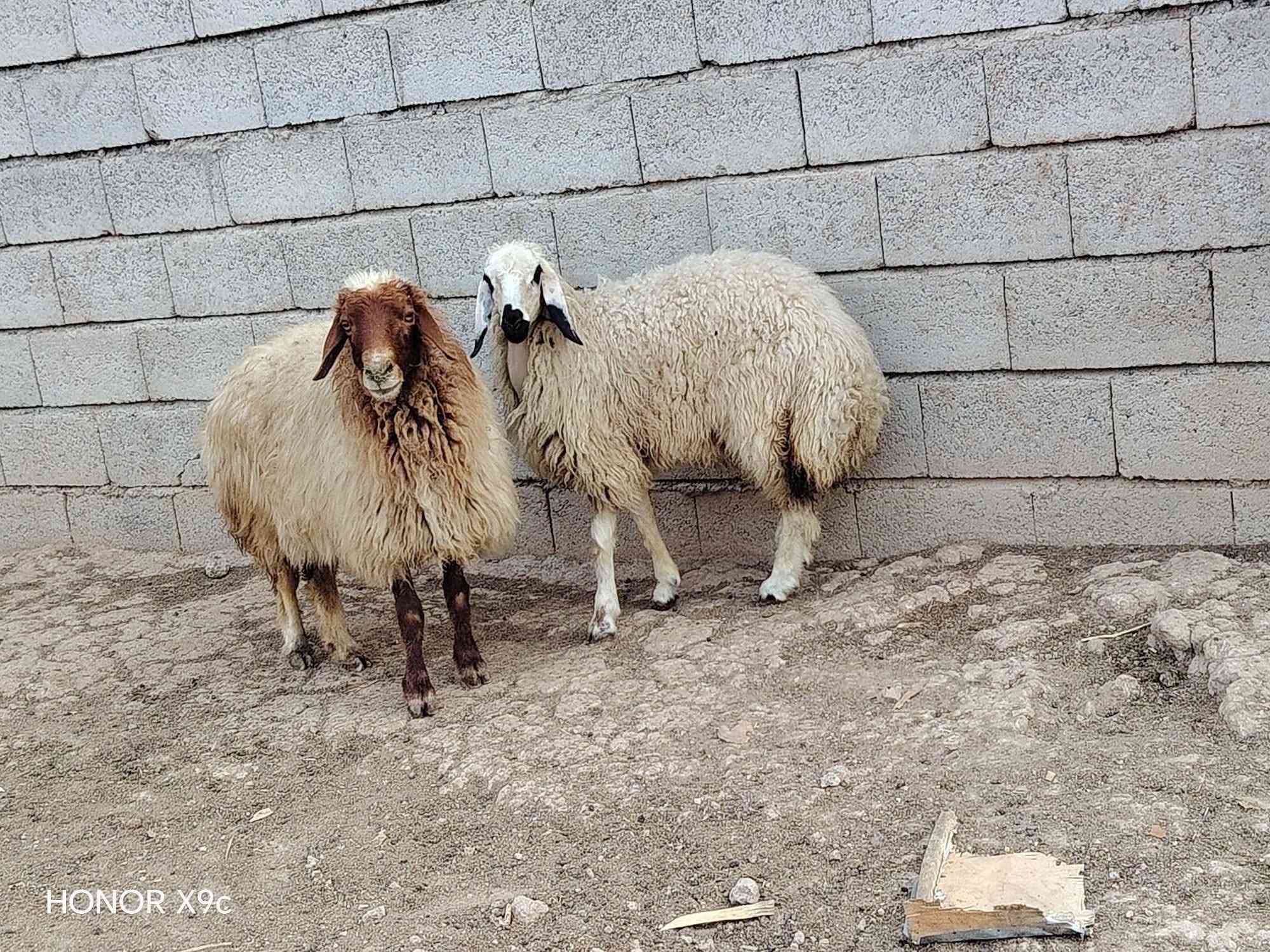 نعجه • ودجه • زوج