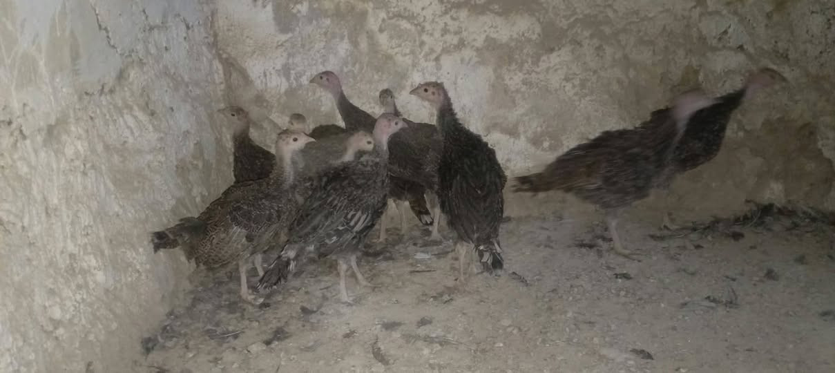 صواصي • بصرة • عرب