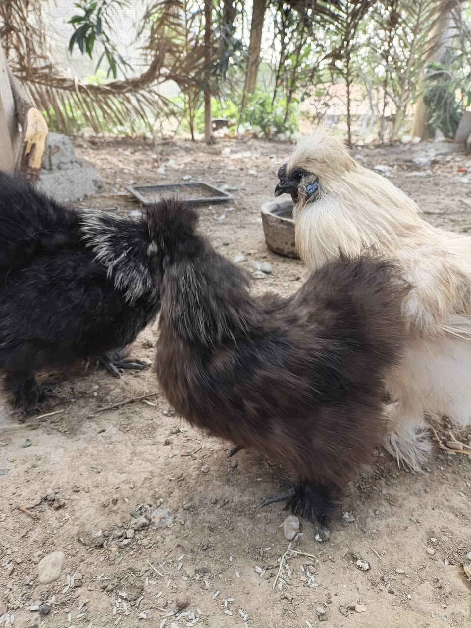 سيت سلكي • بياضه • تكريت القادسيه