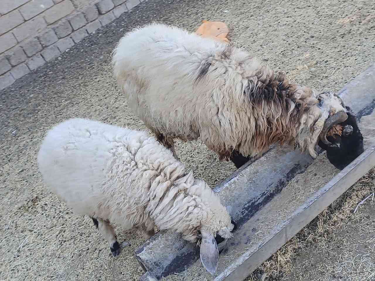 أم مرضعة • ١٣ شهر ونص • بيجي