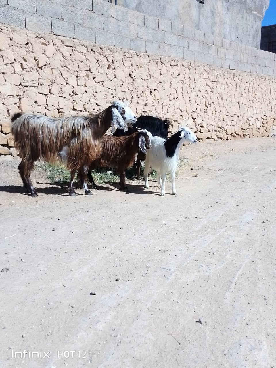 عنزين رغايث وراهن امهات توام وراهن جدايه ثنين وصخلتين ثنين منهن ينذبحن المعزات وحده ثنيه والثانية حيل فتيه السعر 900 السكن القائم الكرابله لتواصل***********
