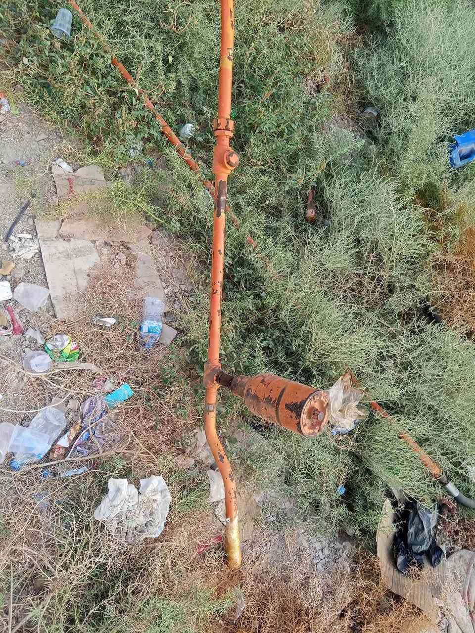 نقار بلادية • زيت كاملة • ديالى