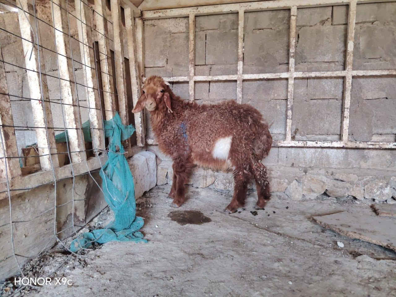 طلي مال ربط شرط نصاح وعلاكل عيب معالف ماينبشم مابي لاكرد ولاجرب ومداوي كامل الادويه بس تعلفه سعر 235 مكان حديثه توااصل خاص اوتصال ع رقم *********** واتساب موجود
