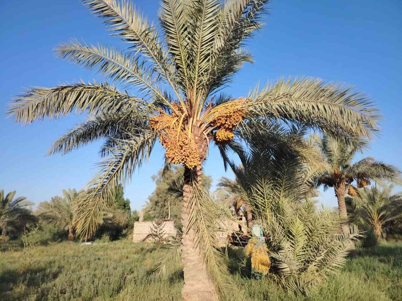 سلام عليكم من رخصت ابو الكروب مزرعة اللبيع مساحة ٣٠٠٠م مع بيت البيت يتكون من ٤غرف نوم وصالة واستقبال ١٥م ومطبخ وصحيات داخلية وخارجية خدمات كاملة كهرباء وماء اسألة وماء سقي تبعد عن شارع العام ١٥٠م العنوان طريق السنية جهة زوار مقابل جامعة جديده الاتصال على الرقم ***********
