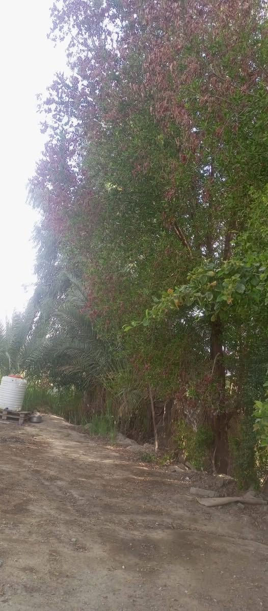 ارض للبيع عقد زراعي 24 يتحول طابو العقد مجدد 25 سنة مساحة اربعة ونص دونم منطقة الكمالية قرب شركة البان گاله مشجر نخيل مثمر مع بيت بناء قديم متوفر كافة الخدمات ماء اسالة ماء سقي كهرباء خطين  تبليط تنباع دوانم او العقد بالكامل السعر على الرقم ***********

