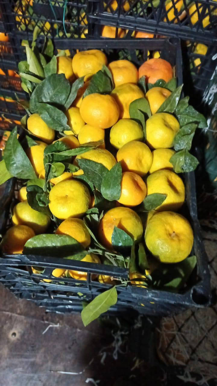 خضروات وفواكه • طماطه • تفاح ورمان