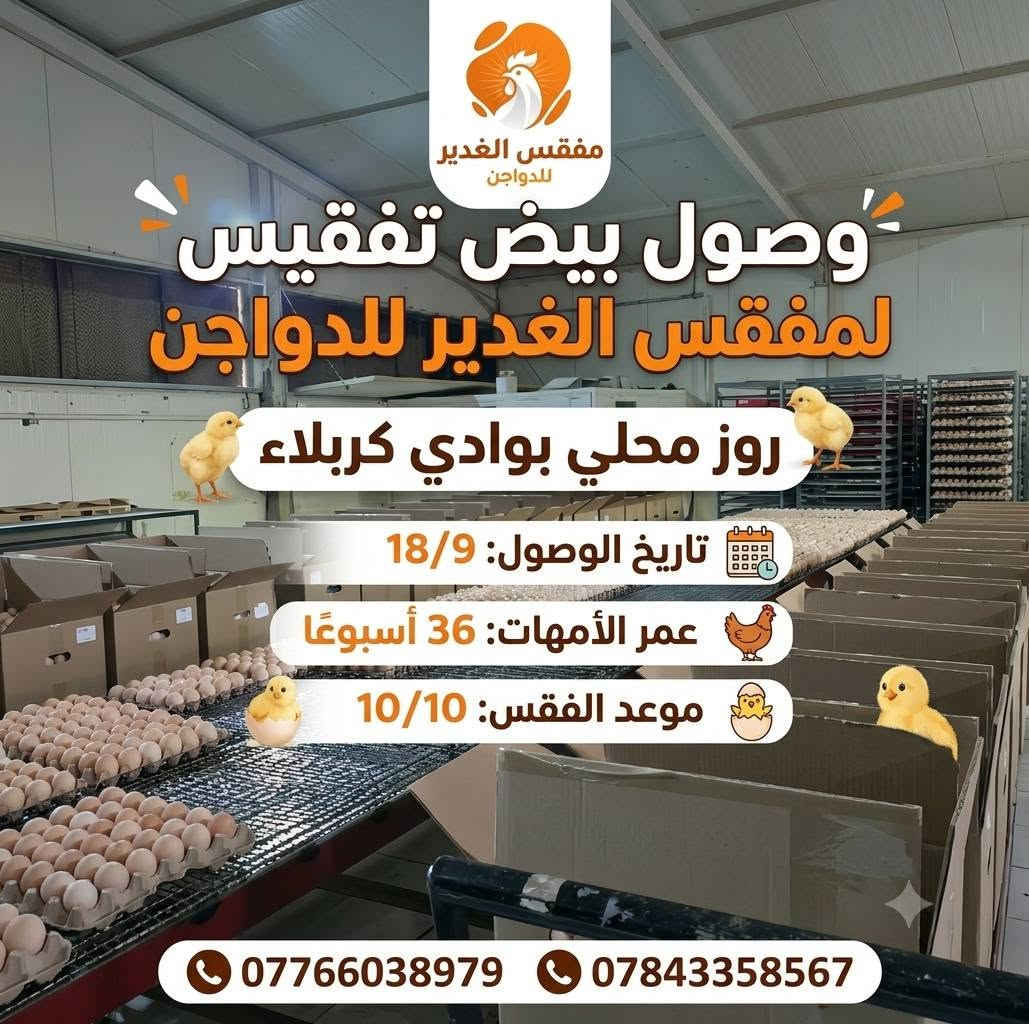 السلام عليكم
اللهم صلي على محمد وال محمد
اخواني المربين على بركة الله وصول بيض تفقيس لمفقس الغدير للدواجن 2026/9/18 نوع البيض روز محلي شركة الاتحاد ( بوادي كربلاء ) امهات فتيه عمر 36 اسبوع  وقت الفقسة بأذن الله 2026/10/10 

للتواصل والاستفسار : 
***********
***********
@الجميع

نص مكتوب في الصور:
- مفقس الغدير للدواجن وصول بيض تفقيس لمفقس الغدير للدواجن روز محلي بوادي كربلاء تاريخ الوصول: 18/9 عمر الأمهات: 36 أسبوعًا موعد الفقس: 10/10 *********** ***********
